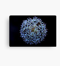 Trachymene incisa Canvas Print