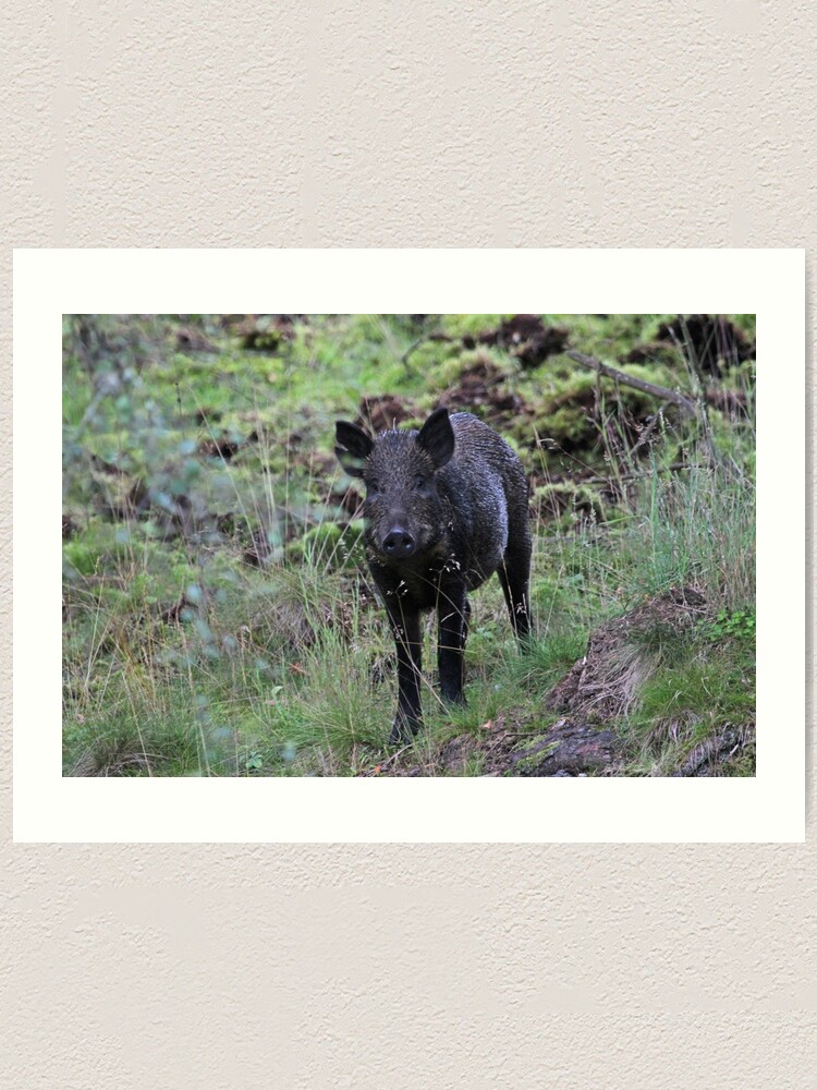Alternate view of Wild boar Art Print