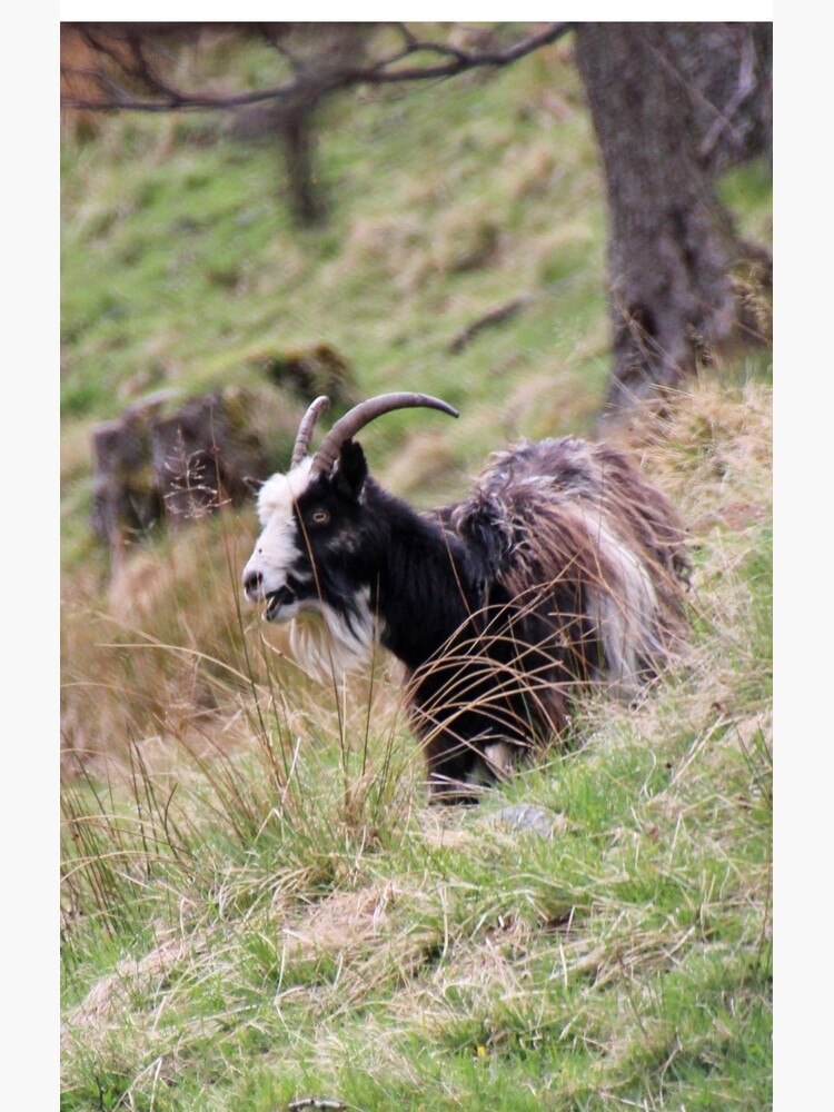 Wild goat by orcadia