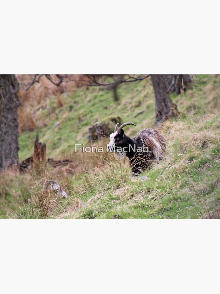 Wild goat by orcadia