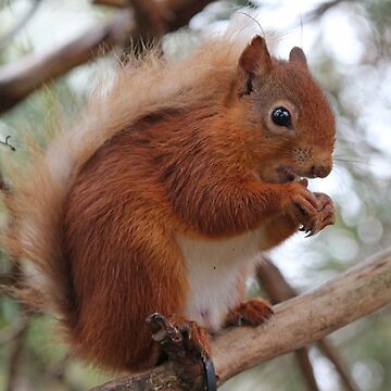 Artwork thumbnail, Red squirrel by orcadia
