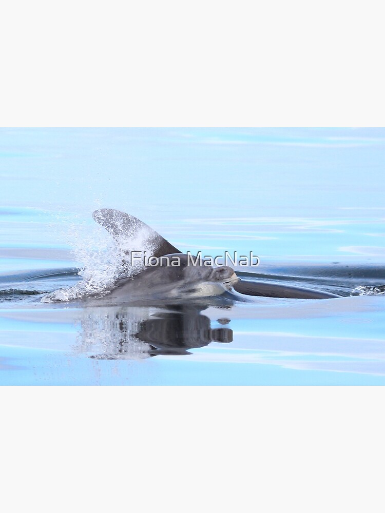 Dolphin calf by orcadia