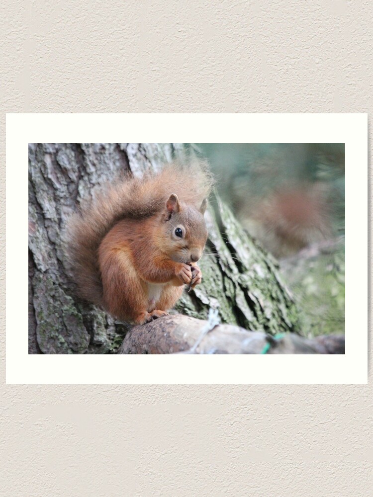Alternate view of Red squirrel Art Print