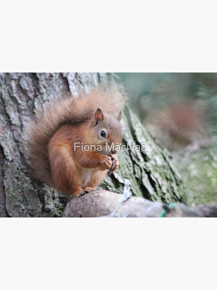Red squirrel by orcadia