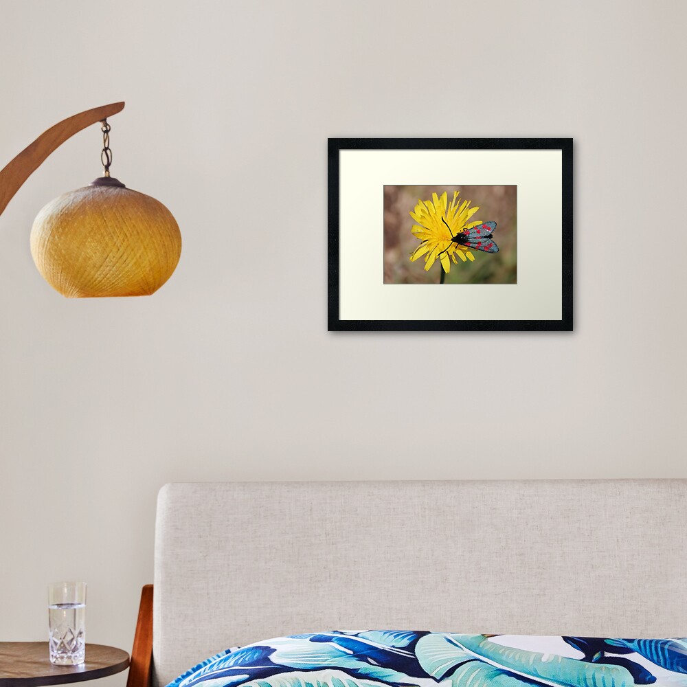 Burnet moth Framed Art Print