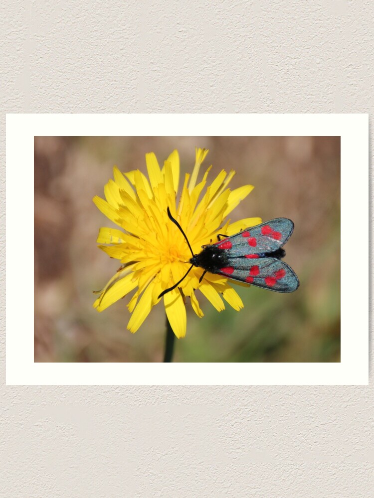 Alternate view of Burnet moth Art Print