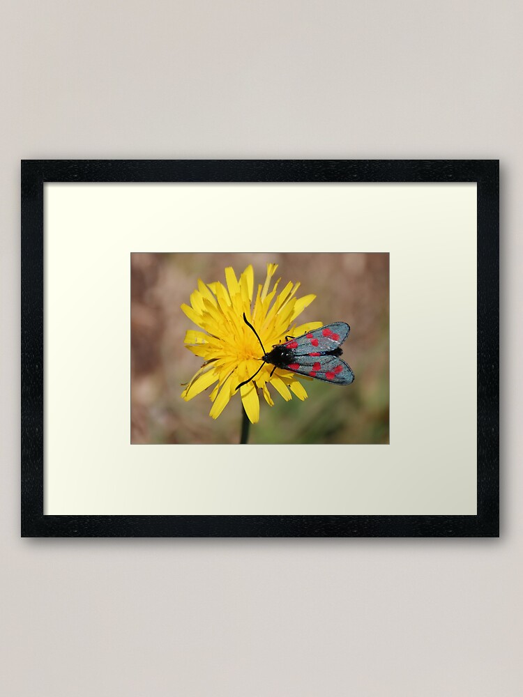 Alternate view of Burnet moth Framed Art Print