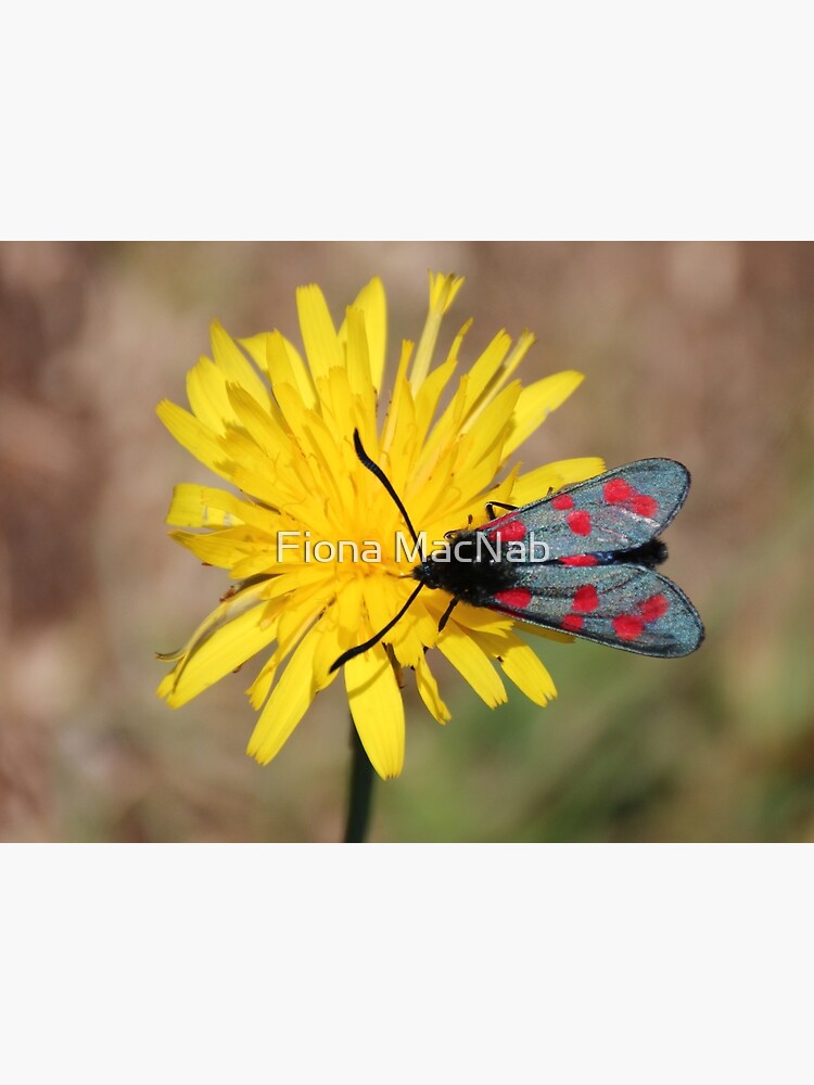 Burnet moth by orcadia