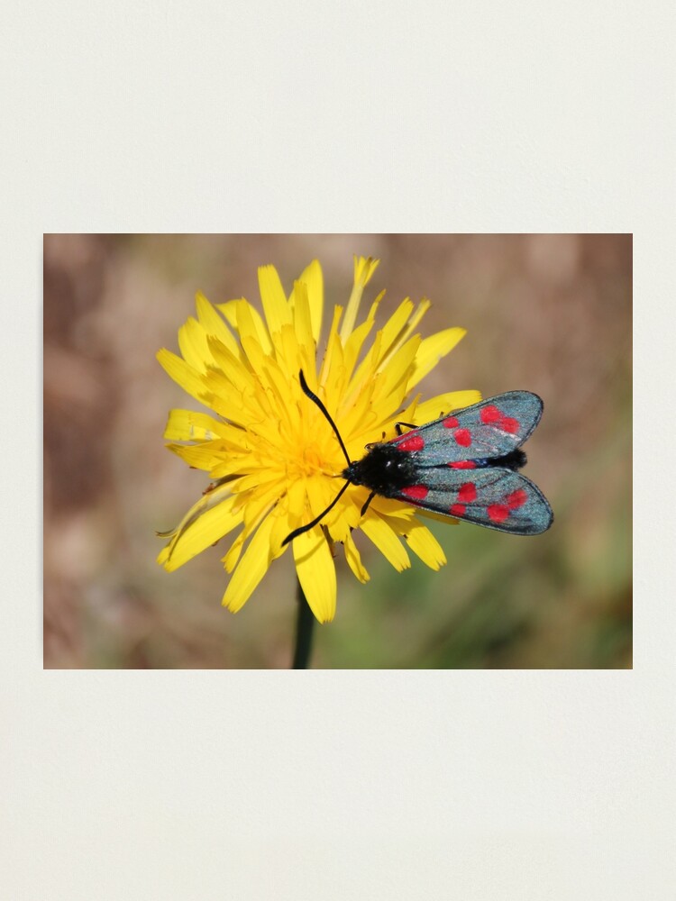 Alternate view of Burnet moth Photographic Print