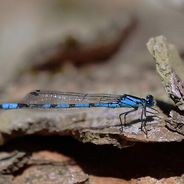 Artwork thumbnail, Common blue dragonfly by orcadia
