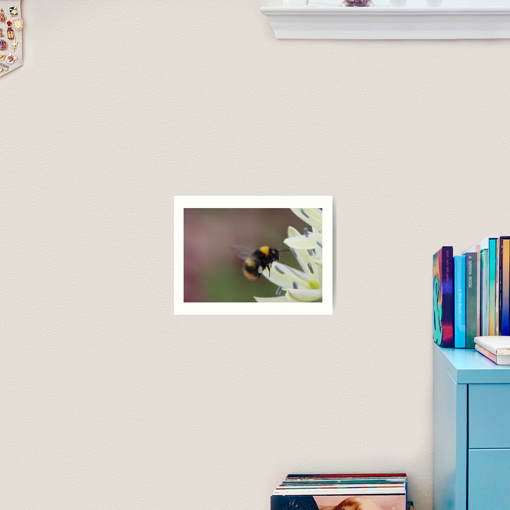 Bee in flight Art Print