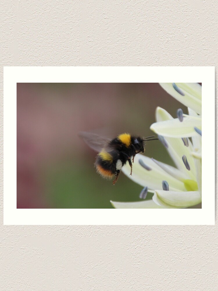Alternate view of Bee in flight Art Print