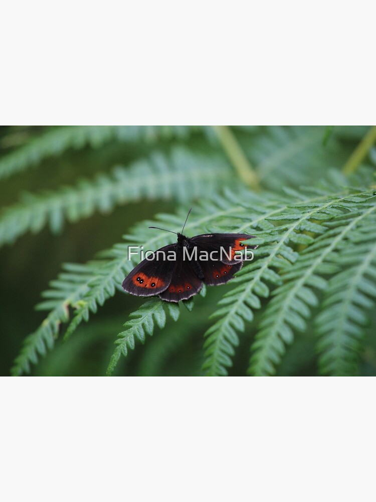 Scotch Argus butterfly by orcadia