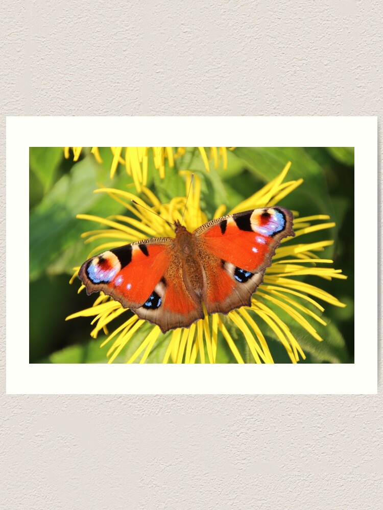 Alternate view of Peacock butterfly Art Print