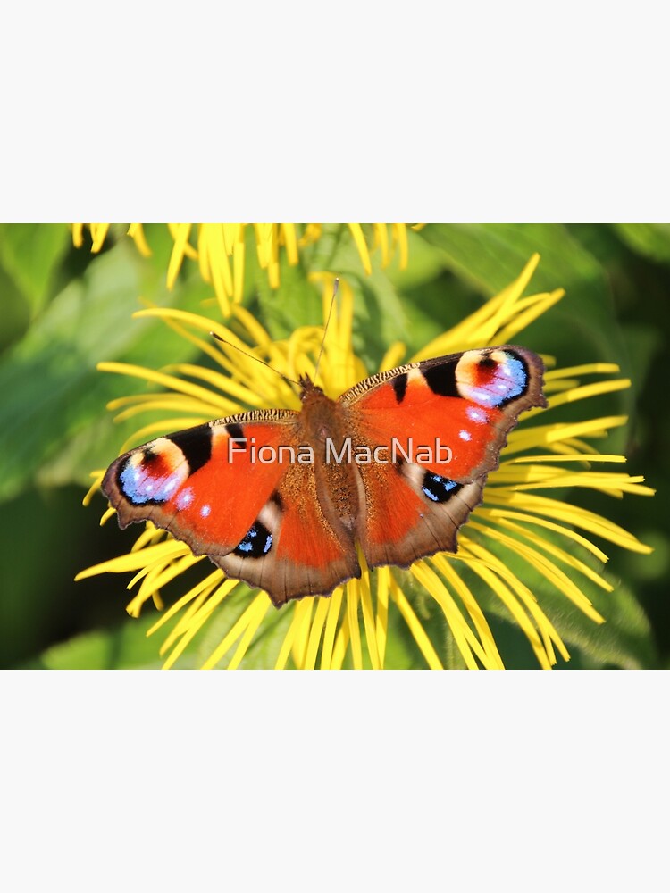Peacock butterfly by orcadia