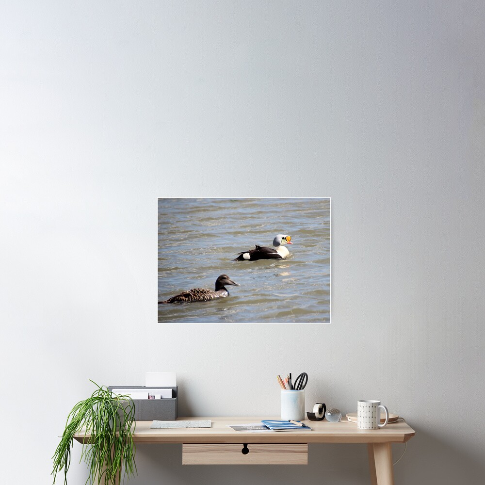 Eiders Poster