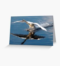 Brakes!!!!!..... Greeting Card