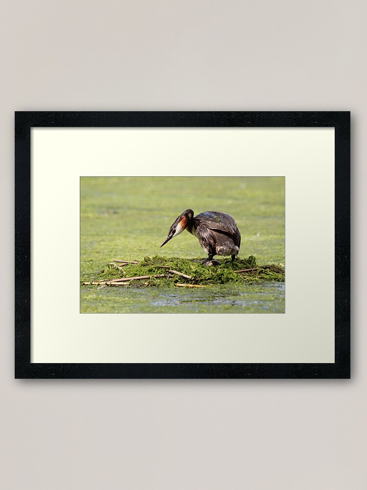 Alternate view of Great crested grebe Framed Art Print