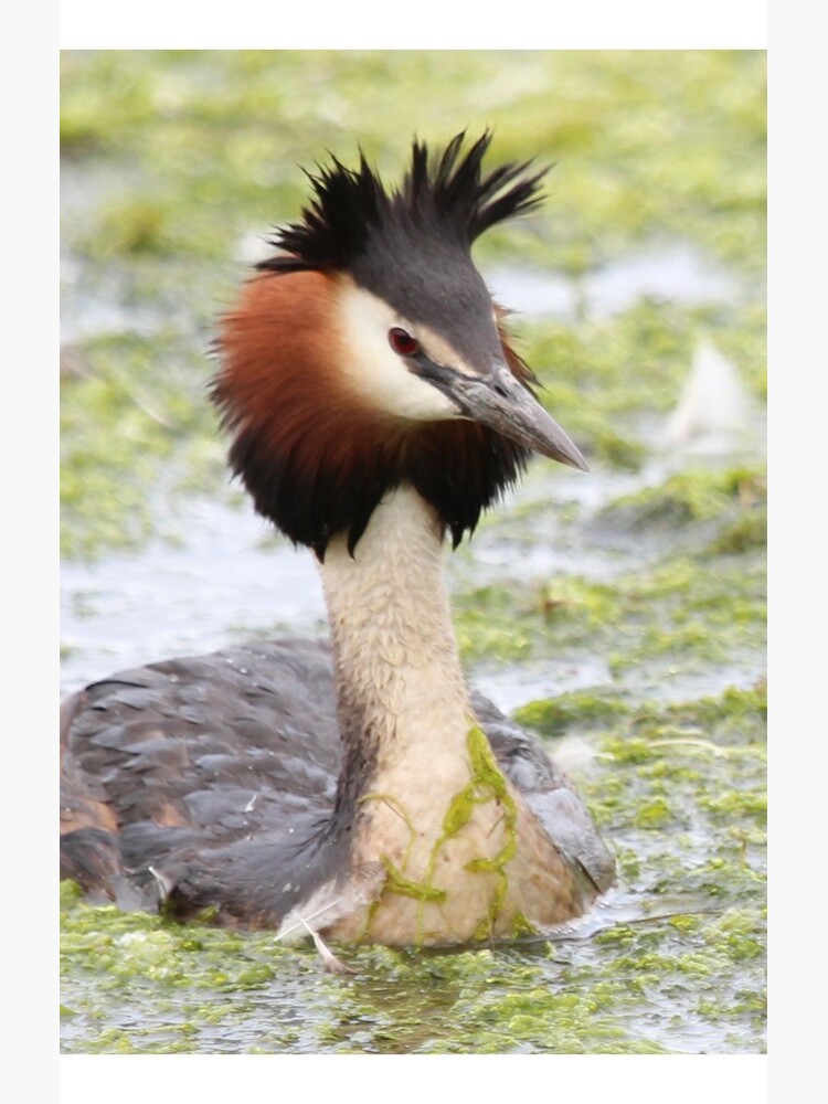 Great crested grebe by orcadia