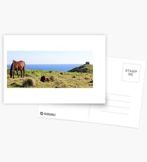 Horses Where Horses Should Be Postcards