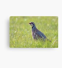 Red legged partridge Canvas Print