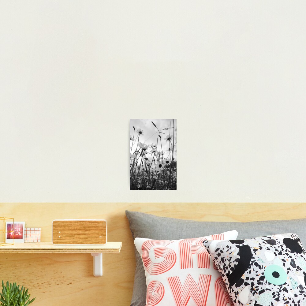 Oxeye daisies Photographic Print