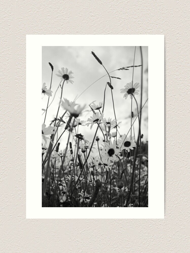 Alternate view of Oxeye daisies Art Print