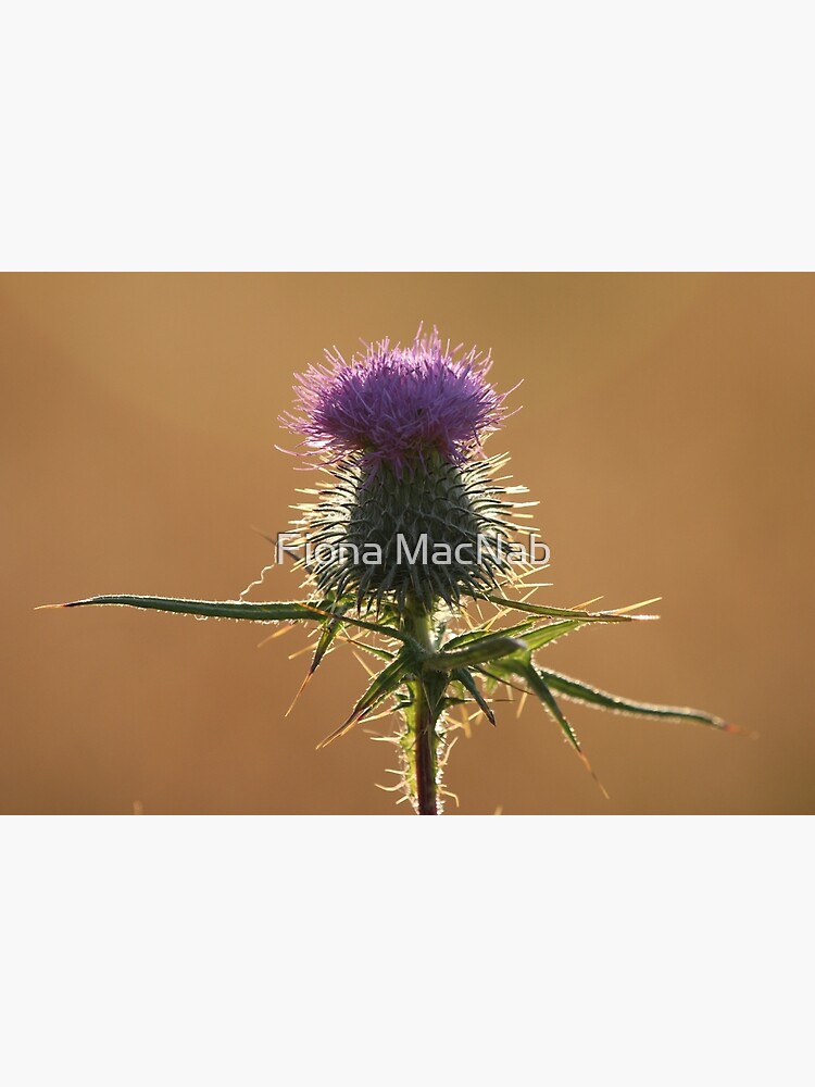 Thistle by orcadia