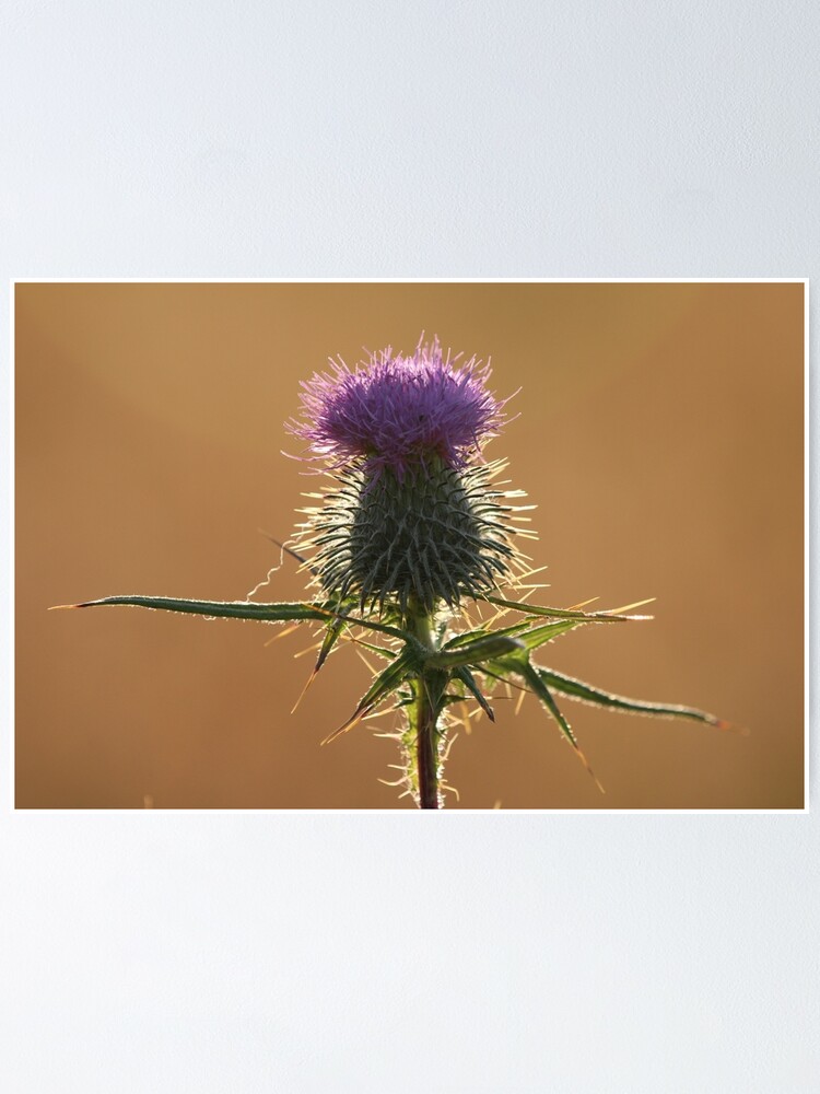 Alternate view of Thistle Poster