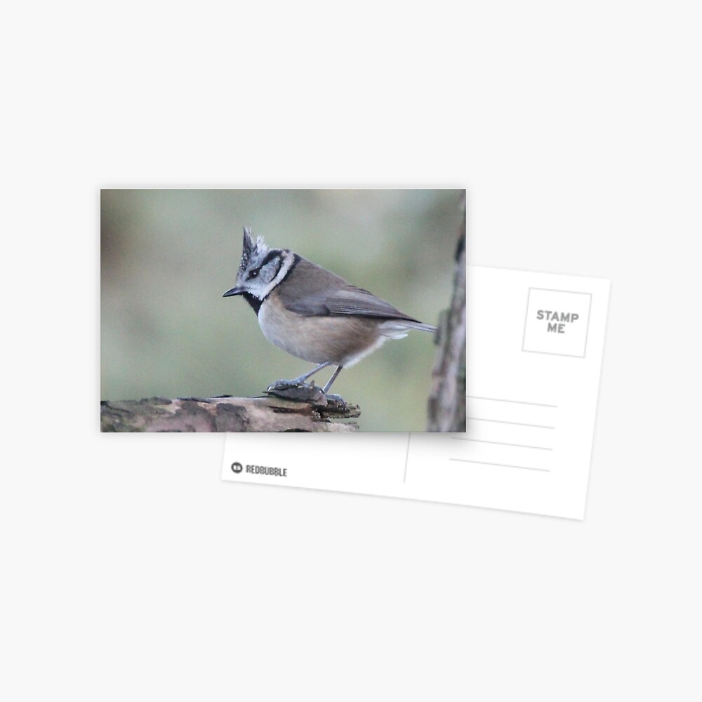 Crested tit Postcard