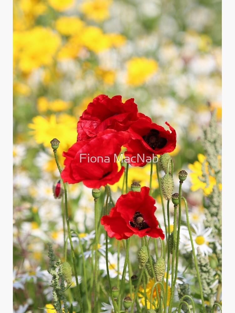 Poppy portrait by orcadia