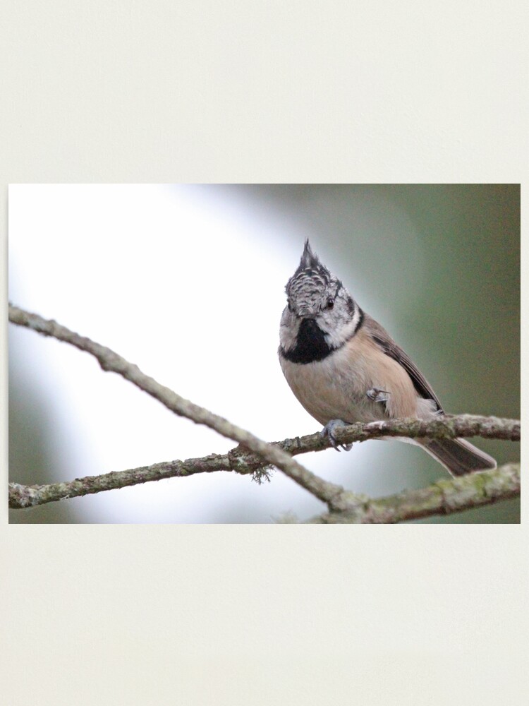 Alternate view of Crestie Photographic Print