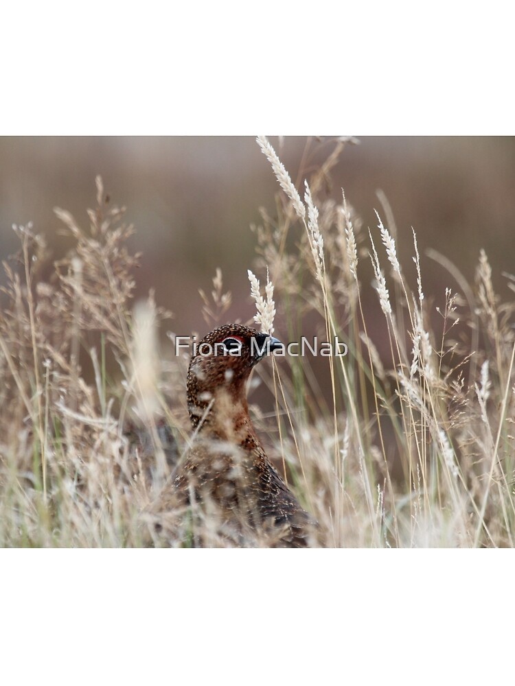 Grouse pose by orcadia