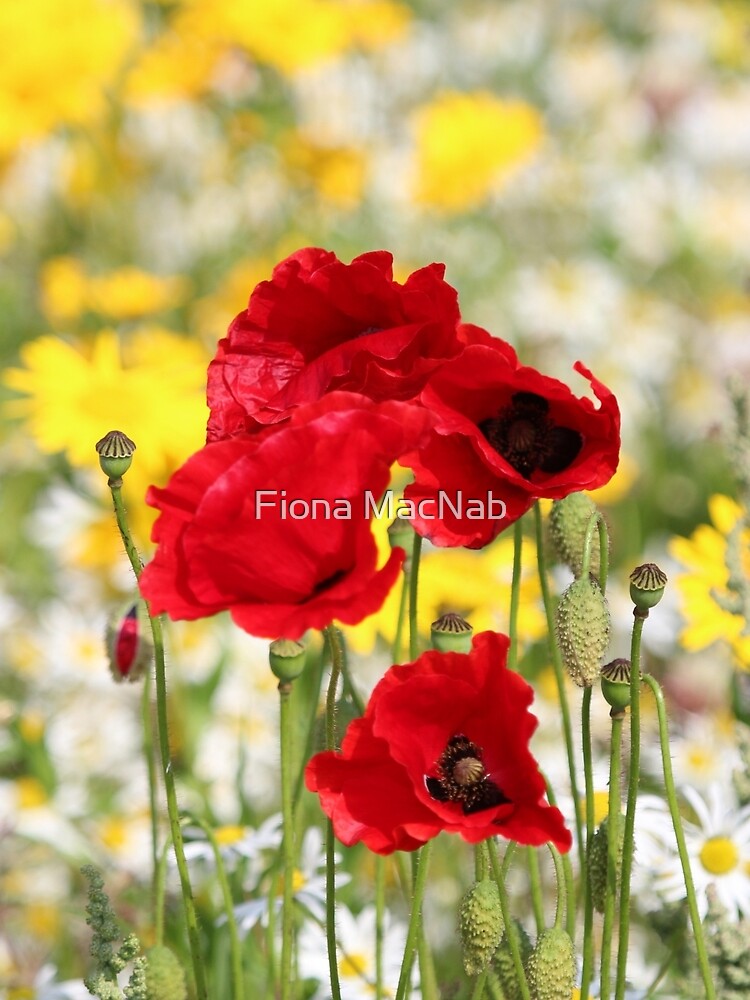Poppy portrait by orcadia