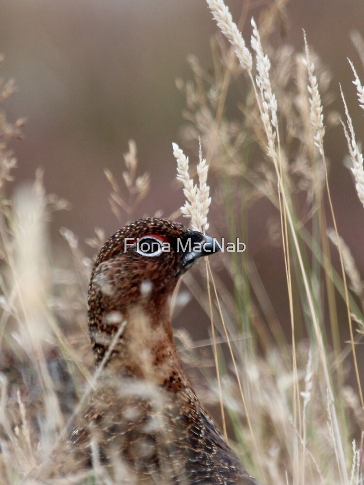 Grouse pose by orcadia