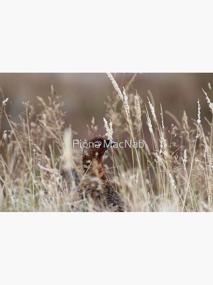 Grouse pose by orcadia