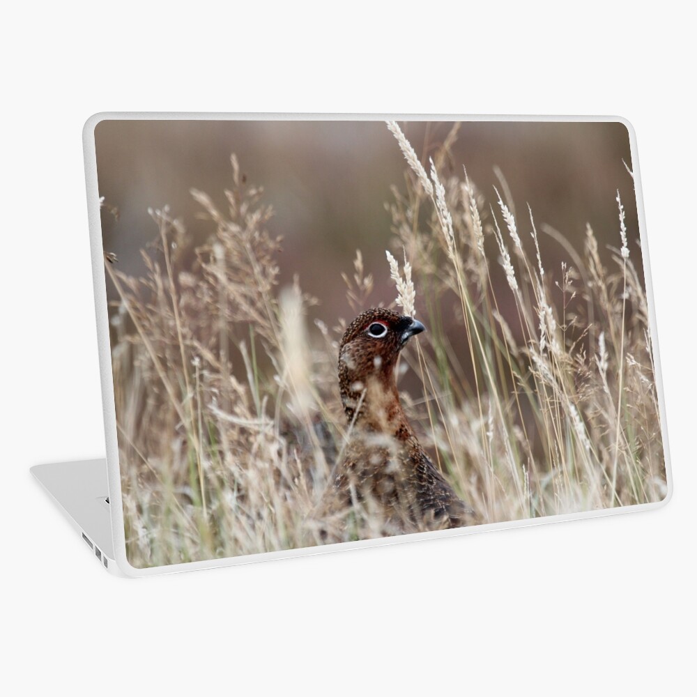Grouse pose Laptop Skin