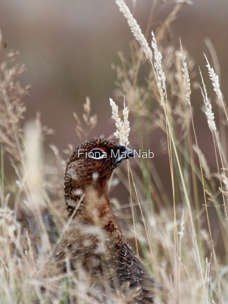 Grouse pose by orcadia
