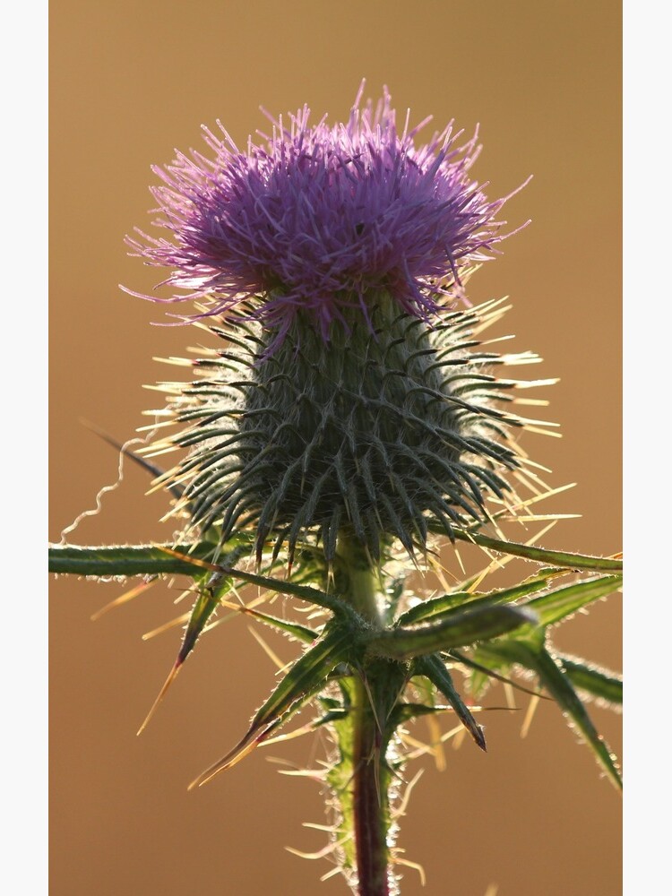 Thistle by orcadia