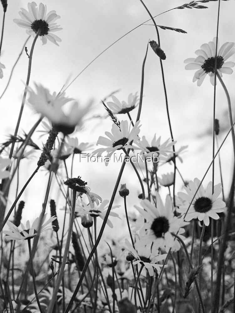 Oxeye daisies by orcadia