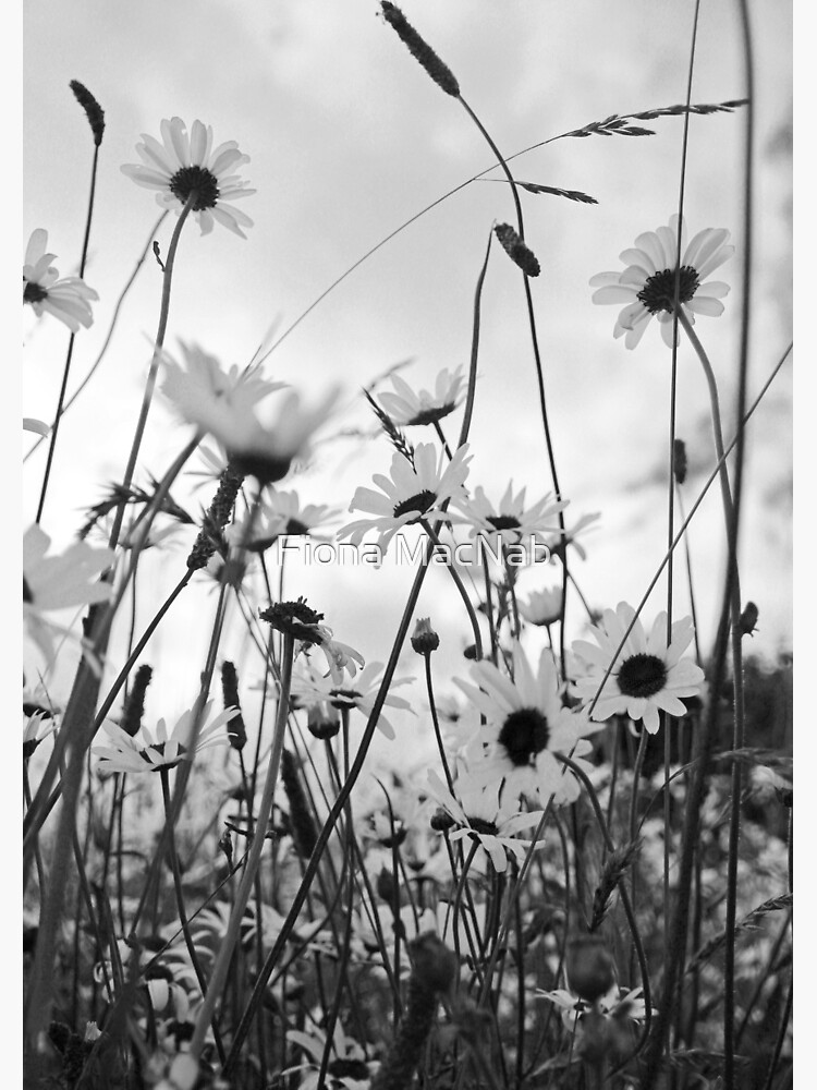 Oxeye daisies by orcadia