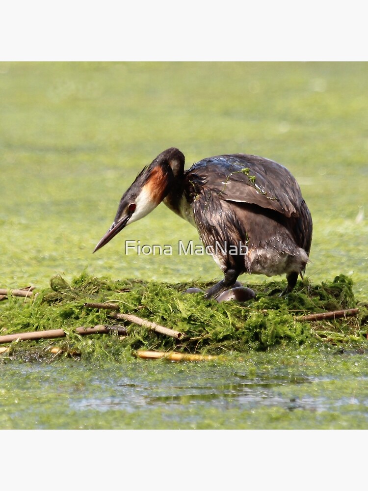 Great crested grebe by orcadia