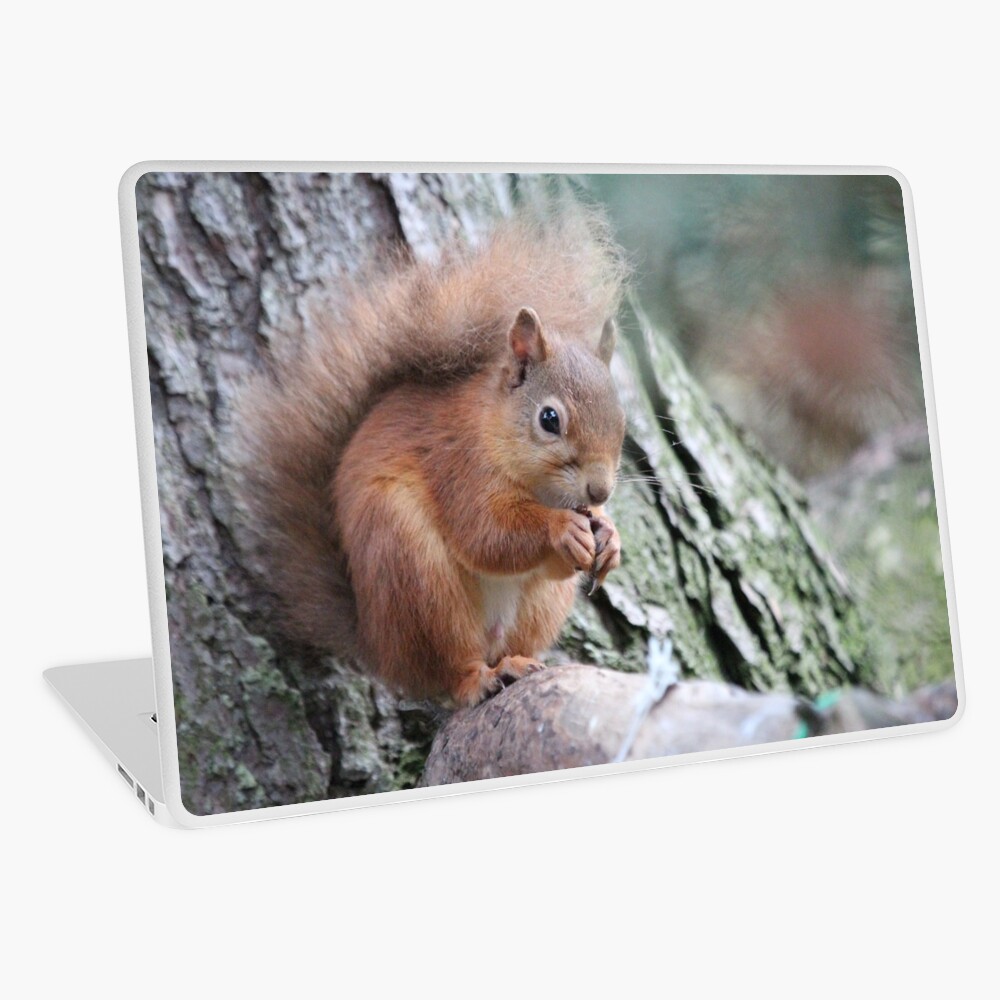 Red squirrel Laptop Skin