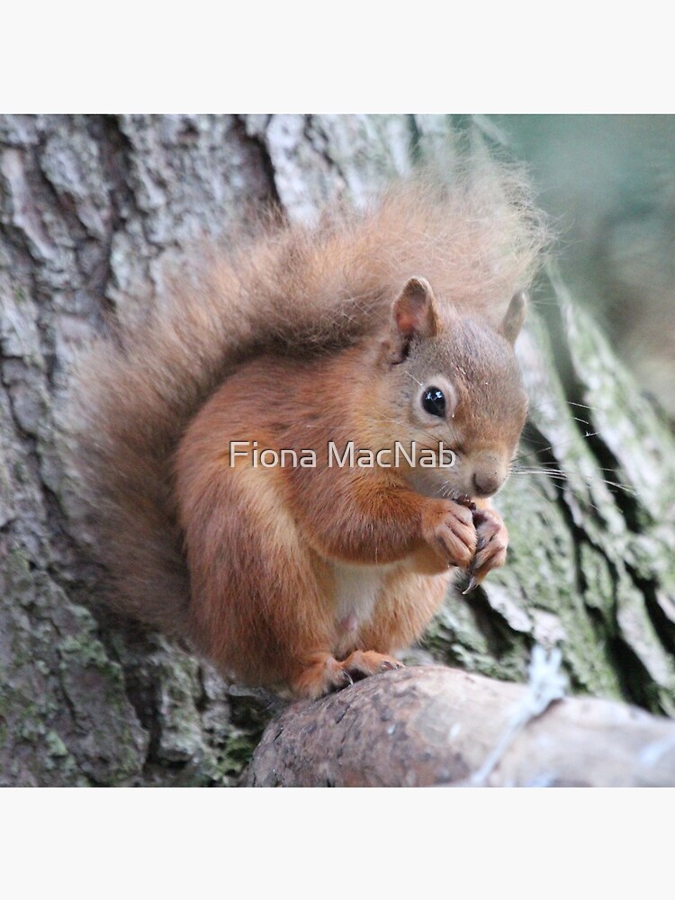Red squirrel by orcadia