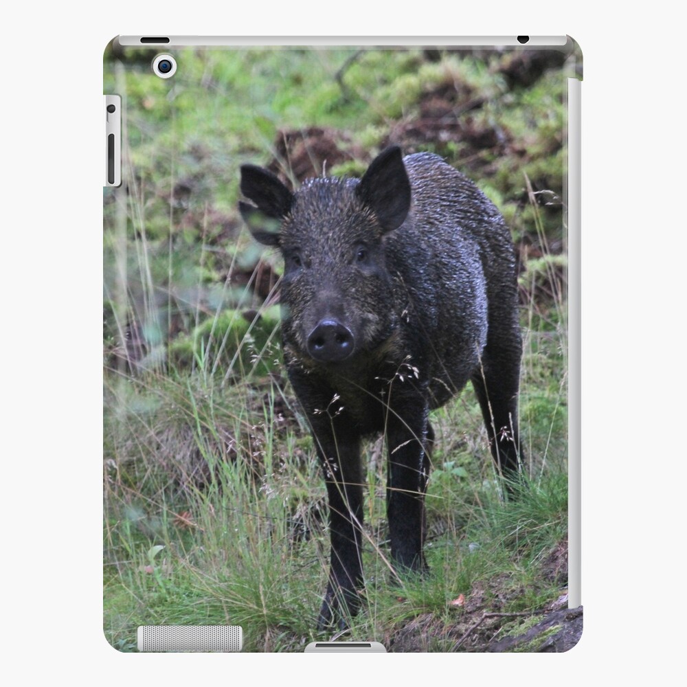 Wild boar iPad Case & Skin