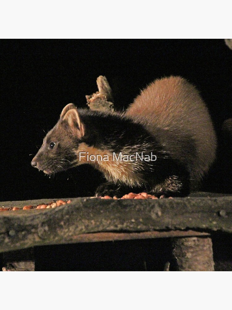 Pine marten by orcadia