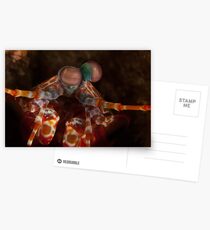 Mantis shrimp Postcards