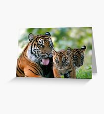 Tiger family Greeting Card