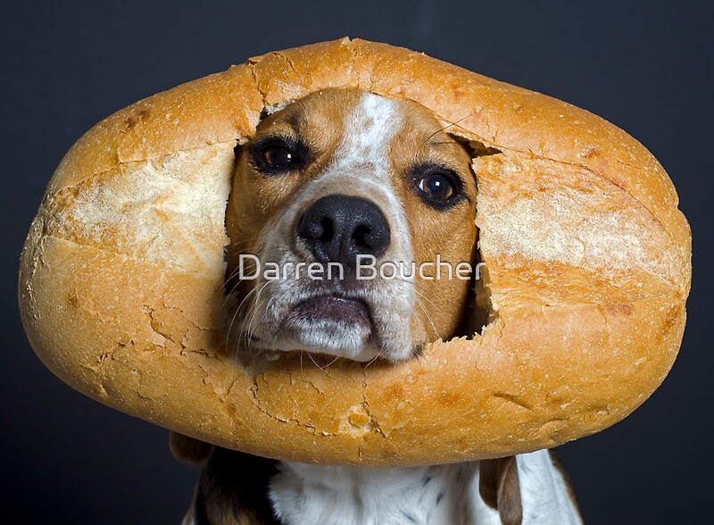 "Inbread Dog" by Darren Boucher Redbubble