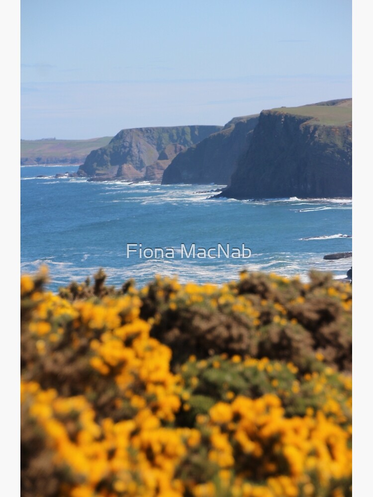 Springtime gorse by orcadia